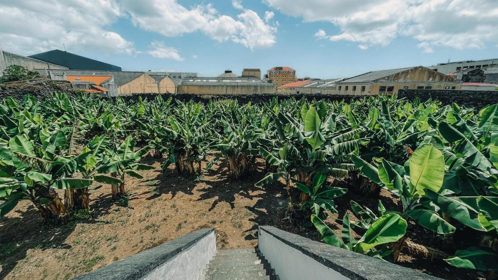 The Farm - Azores Boutique House Ponta Delgada  Luaran gambar